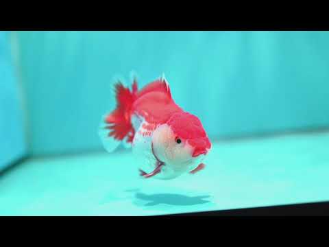 Shogun Polka-dot Oranda 4 inch Body (260508_OR09)