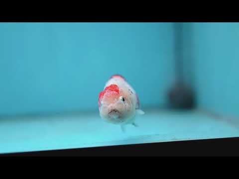 Cow Ranchu 3 inch Body (260227_RC03)