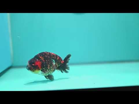 Tiger Ranchu 4 inch Body (260904_RC03)