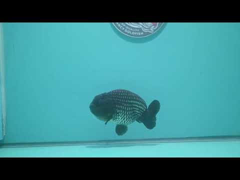 Platinum Ranchu 3.8 inch Body (260807_RC03)