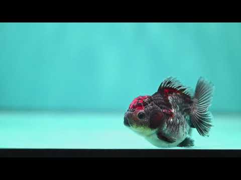 Shogun Blue Kirin Oranda 3 inch Body (260828_OR03)