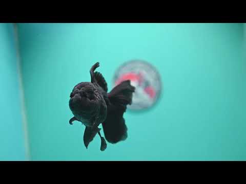 Jet Black Rose Tail Oranda 4 inch Body (260522_OR06)