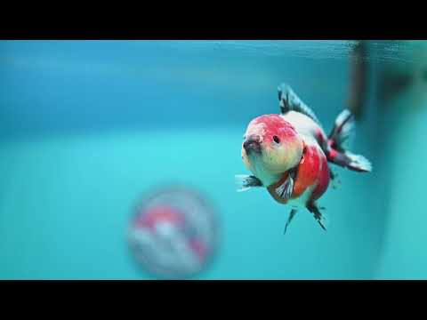 Shogun Tricolor Sakura Oranda 3.2 inch Body (260724_OR02)