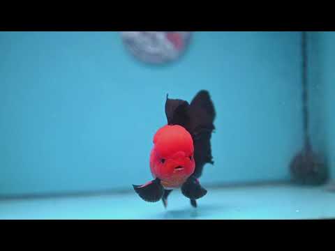 Apache Orchid Tail Oranda 3.5 inch Body (260227_OR01)