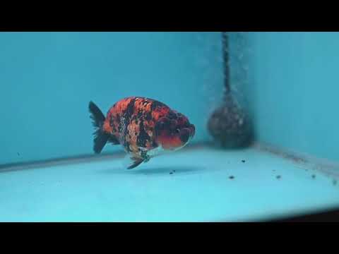 Tiger Ranchu 3.5 inch Body (260227_RC05)