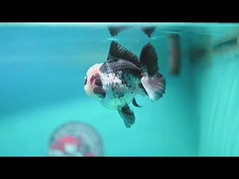 Panda Oranda 3 inch Body (260807_OR12)