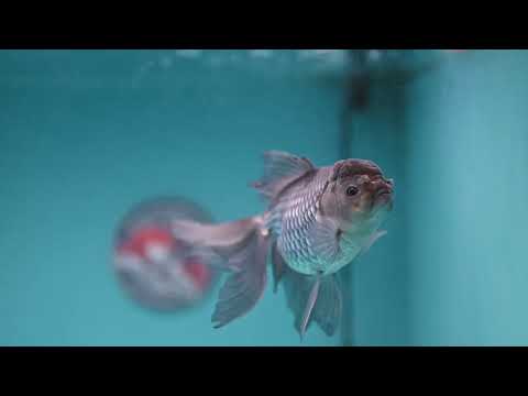 Sapphire Blue Oranda 4 inch Body (260227_OR19)