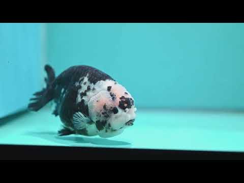Jumbo Heavy Ink Cow Ranchu 4.5 inch Body (260619_RC02)
