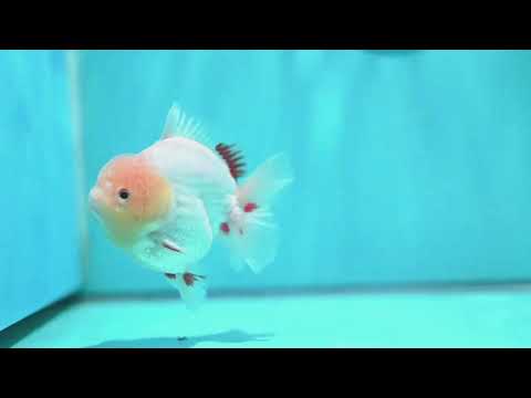 Lemon Head Red White YuanBao Oranda 3.5 inch Body (260522_OR04)