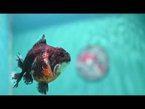 Kirin Oranda 3.5 inch Body (260904_OR10)