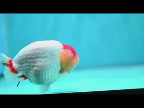 Tancho Red White Ranchu 4.5 inch Body (260529_RC01)
