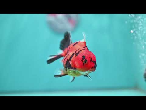 Tiger Oranda 3.5 inch Body (260731_OR02)