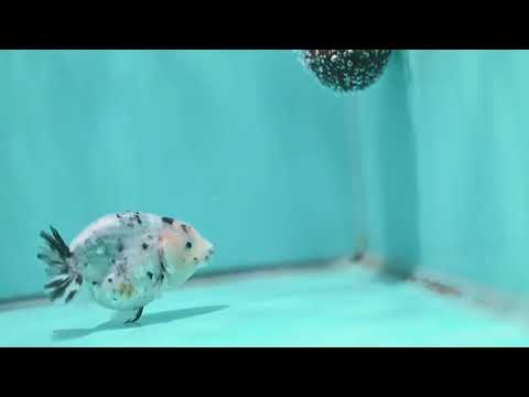 Ink Wash Ranchu 3 inch Body (260522_RC06)