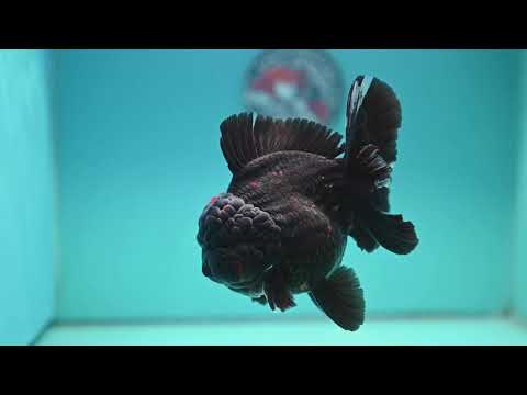 Jumbo Heavy Ink Tiger Rosetail Oranda 5 inch Body (260417_OR01)