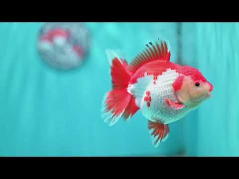 Shogun Red White Broad Tail Oranda 4 inch Body (260515_OR13)