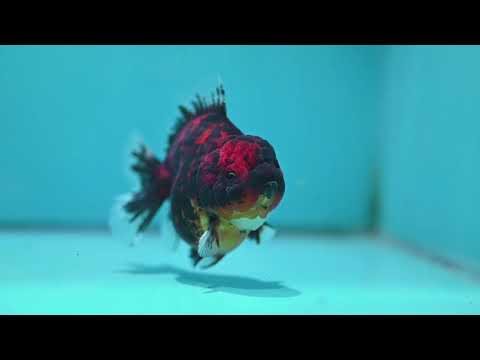 Tiger Oranda 4 inch Body (261002_OR10)