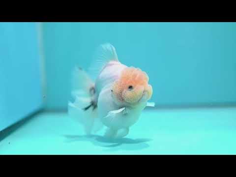 Lemon Head Ink Wash Oranda 3.5 inch Body (260807_OR05)