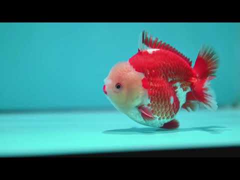 Red White YuanBao Oranda 4 inch Body (260529_OR15)