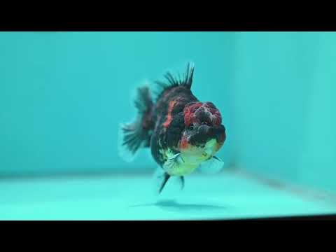 Heavy Ink Oranda 3 inch Body (260612_OR05)