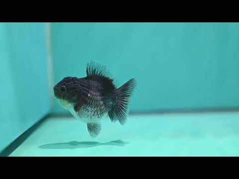 Shogun Blue Kirin Oranda 3 inch Body (260724_OR08)