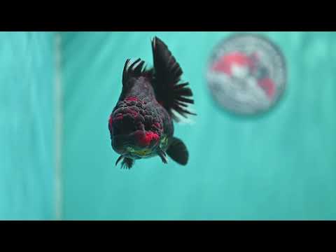 Heavy Ink Tiger Oranda 3.5 inch Body (260731_OR01)