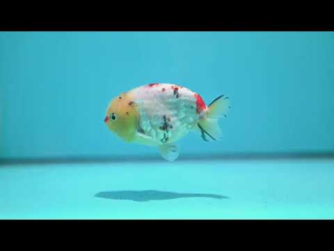 Tricolor Sakura Ranchu 3.5 inch Body (261002_RC06)