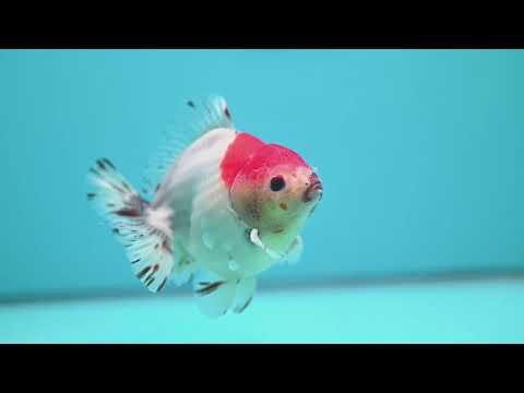 Shogun Sakura Oranda 4 inch Body (260522_OR15)