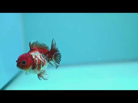 Tiger Oranda 3 inch Body (260424_OR19)