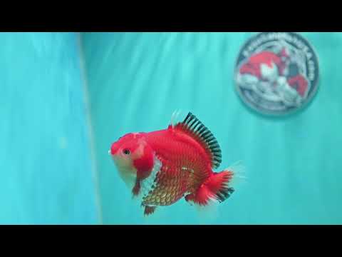 Red White YuanBao Oranda inch Body (260501_OR07)