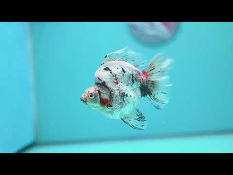 White Tiger Broad Tail Ryukin 3.5 inch Body (260515_RY10)