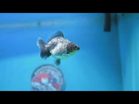 Baby Shogun Blue Based Oranda 3 inch Body (261023_OR14)