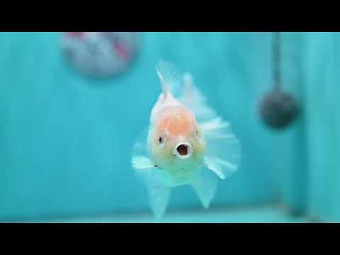 Snow White Rose Tail Oranda inch Body (260814_OR13)