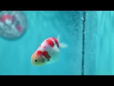 Sakura Ranchu 3.5 inch Body (260918_RC05)