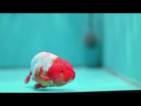 Red White Ranchu 4 inch Body (260424_RC05)