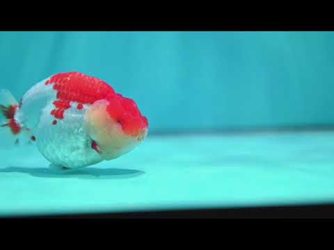 Red White Ranchu 4.2 inch Body (260529_RC05)