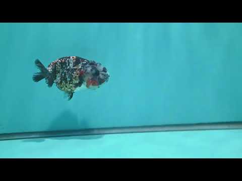Tricolor Tiger Ranchu 3 inch Body (260508_RC03)