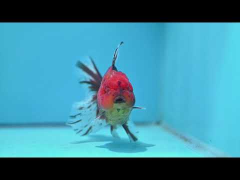 Tiger Oranda 4 inch Body (261016_OR08)