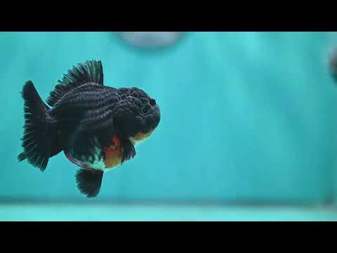 Shogun Kirin Oranda 3 inch Body (260814_OR10)
