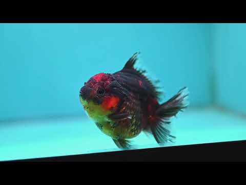 Tiger Oranda 3.5 inch Body (260925_OR13)