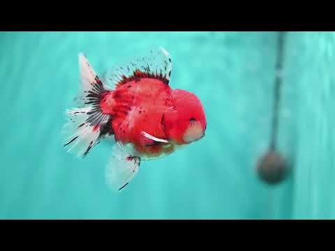 Tiger Orchid Tail Oranda 4 inch Body (260515_OR19)