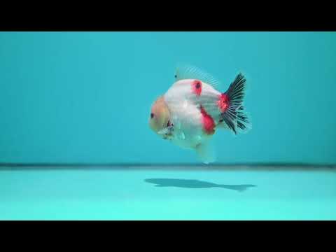 Tricolor Sakura Oranda 3.5 inch Body (260626_OR08)