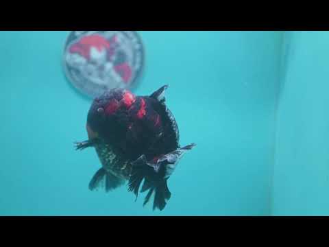 Heavy Ink Tiger Oranda 4.5 inch Body (260424_OR09)