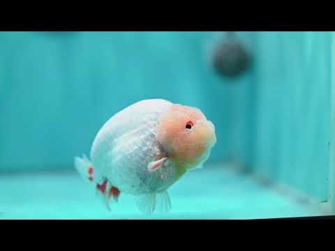 Lemon Head Ranchu 4 inch Body (260522_RC03)