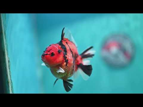 Tiger Oranda 3 inch Body (260612_OR09)
