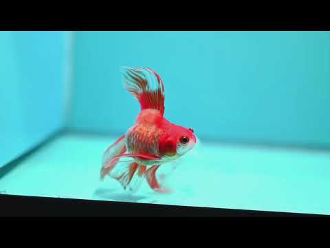 Red White Long Veil Tail Ryukin 3 inch Body (260828_RY02)