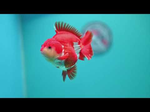 AAA Grade Red White YuanBao Oranda 3.5 inch Body (260626_OR13)