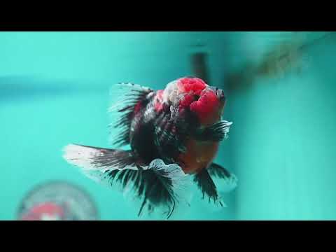 AAA Grade Kirin Rose Tail Oranda 4 inch Body (260828_OR25)