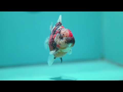 Tricolor Tiger Oranda 3.5 inch Body (260612_OR17)