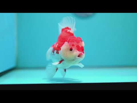 Red White Rose Tail Oranda 4.5 inch Body (260424_OR02)