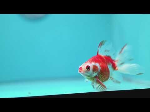 Red White Butterfly Tail Ryukin inch Body (260904_RY04)